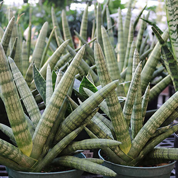 low light houseplants