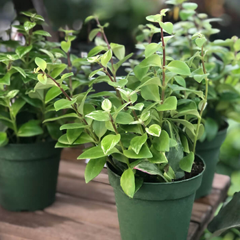 aeschynanthus lipstick plant