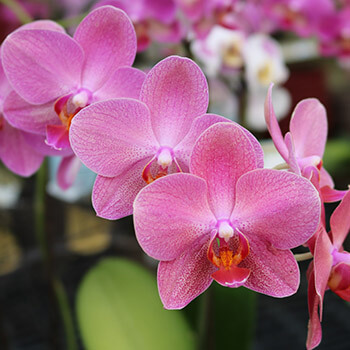 pink orchids