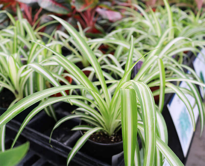 Spider plants sit in pots in a greenhouse