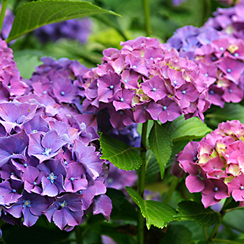 puruple hydrangeas