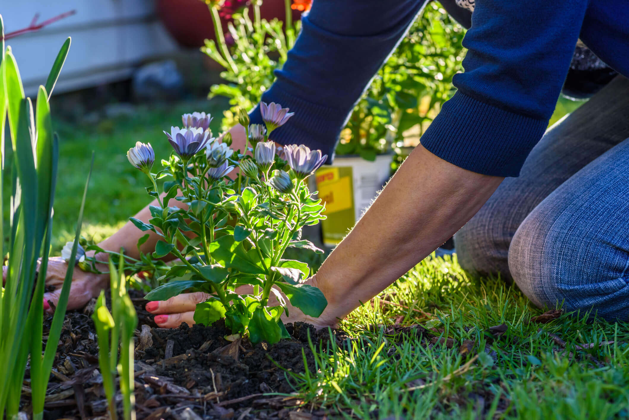 A woman mulches around freshly-planted spring flowers