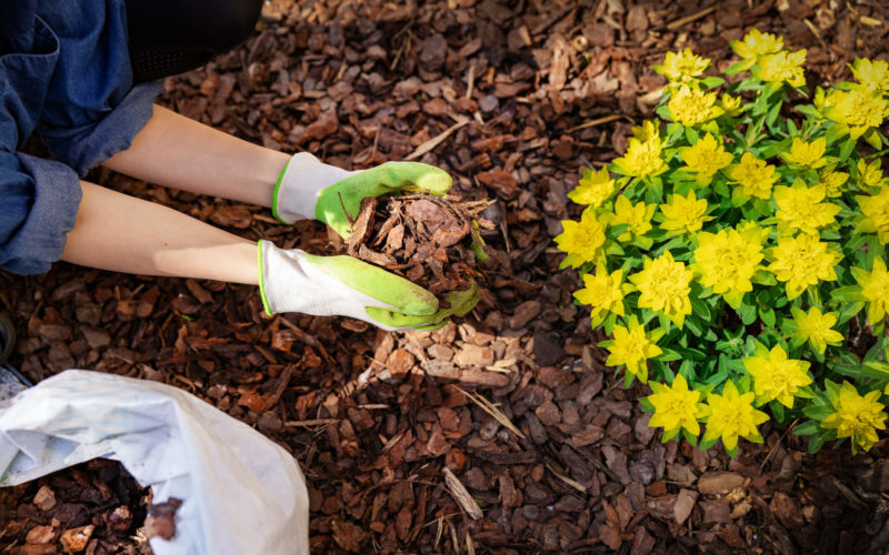 A woman mulches her garden with hardwood bark mulch