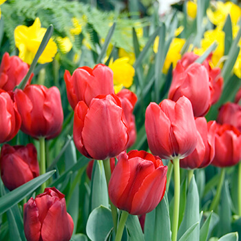 easter tulips