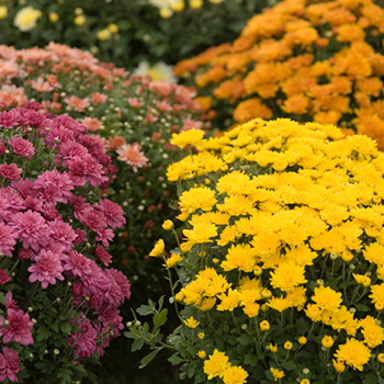 fall mums