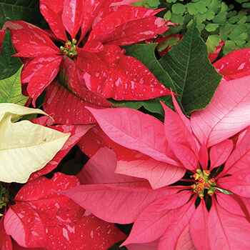 holiday poinsettias