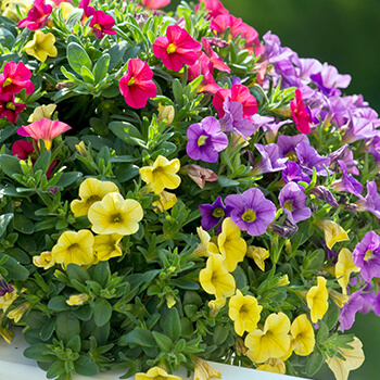 spring hanging basket