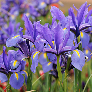 purple flowers