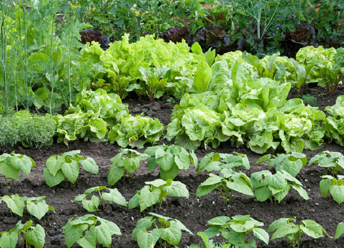 green garden in the dirt