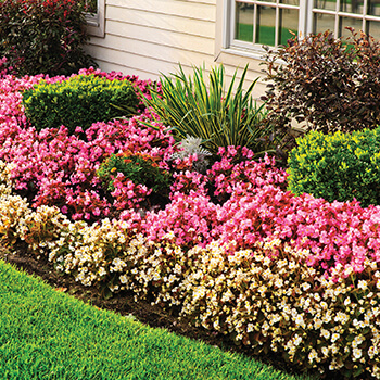 landscape of annuals