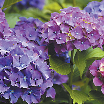 purple hydrangea bushes