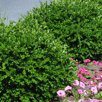 evergreen shrub