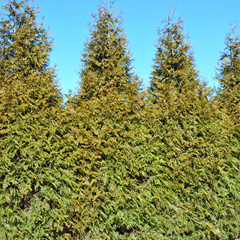 evergreen trees