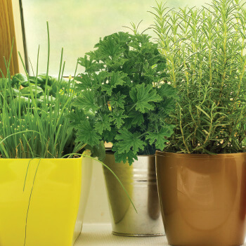 pots of herbs