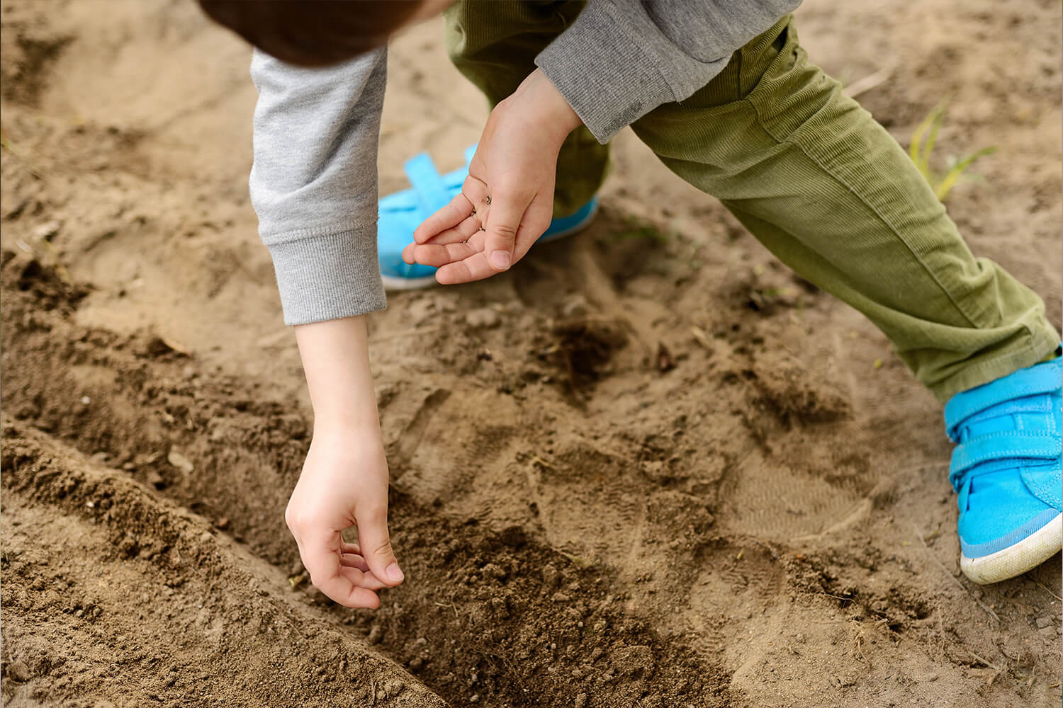 A young kid plants seeds to grow vegetables in his backyard.