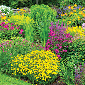 landscape of perennials