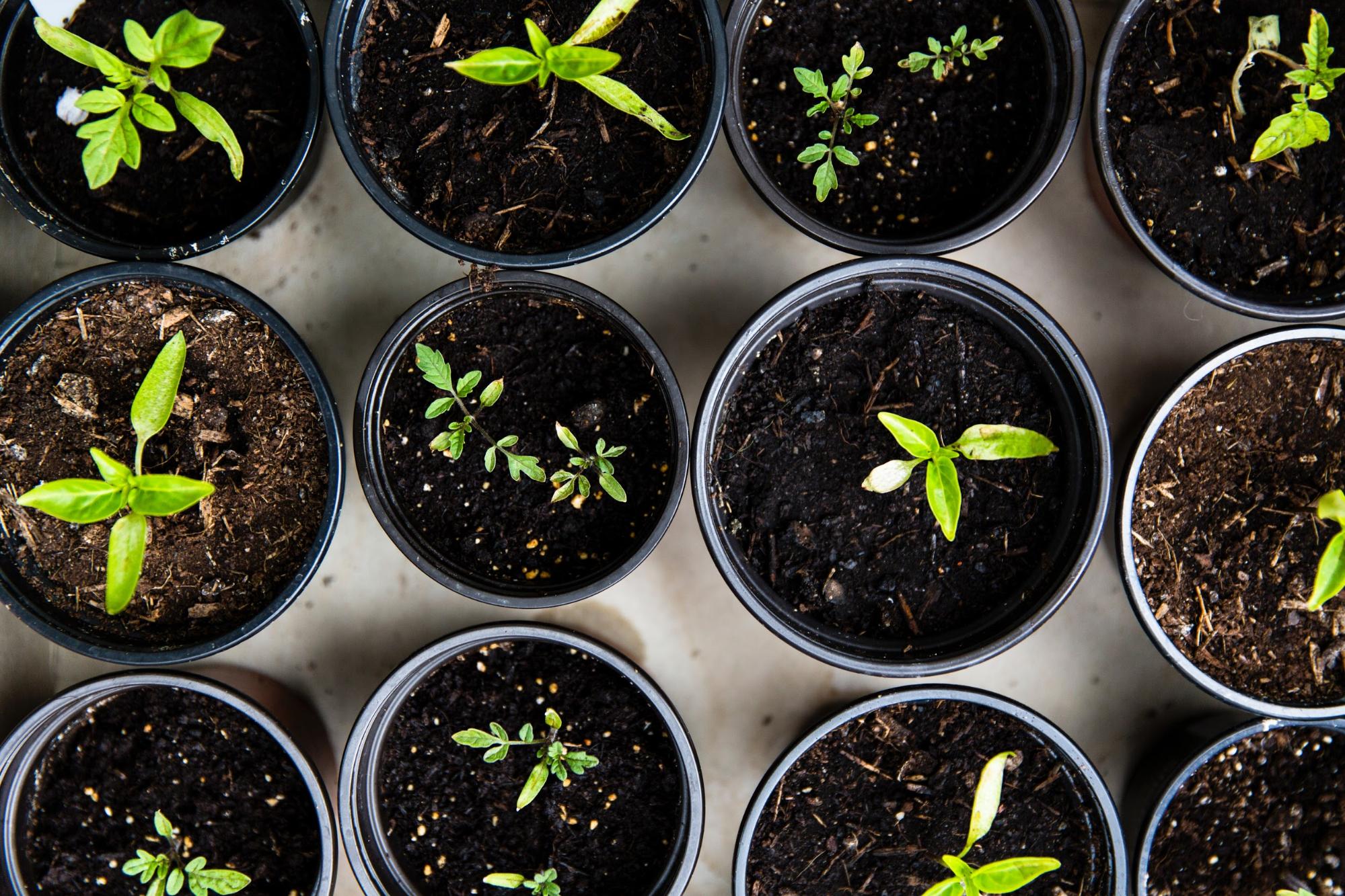 Save your seeds from flowers and vegetables at the end of the season to grow a sustainable garden the following year.