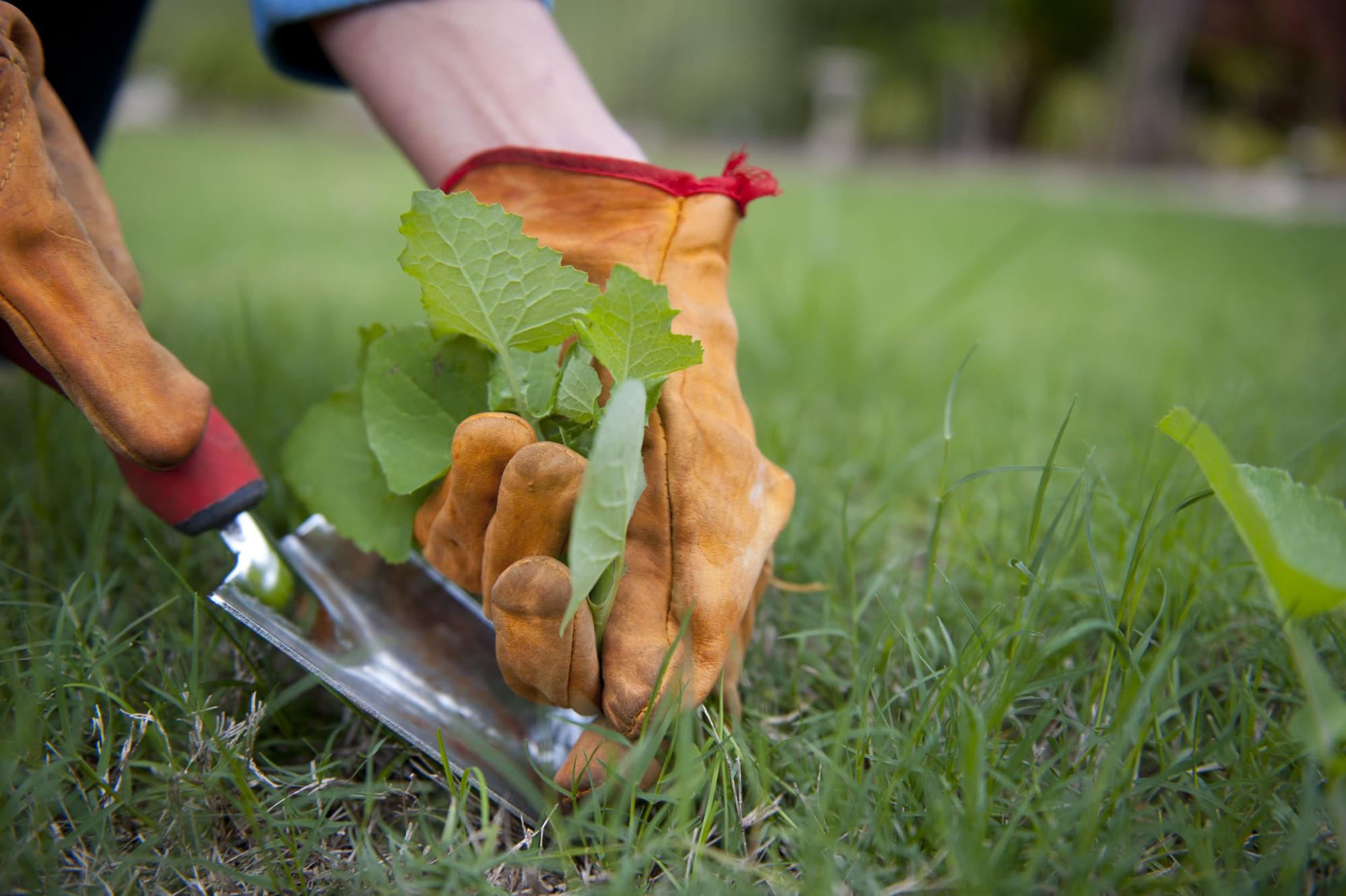 A person pulls weeds from their lawn to allow the grass to grow in.