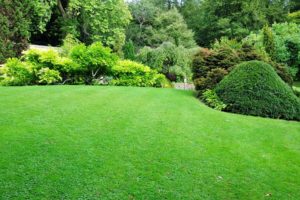 A beautiful backyard lawn with lush grass and trees.