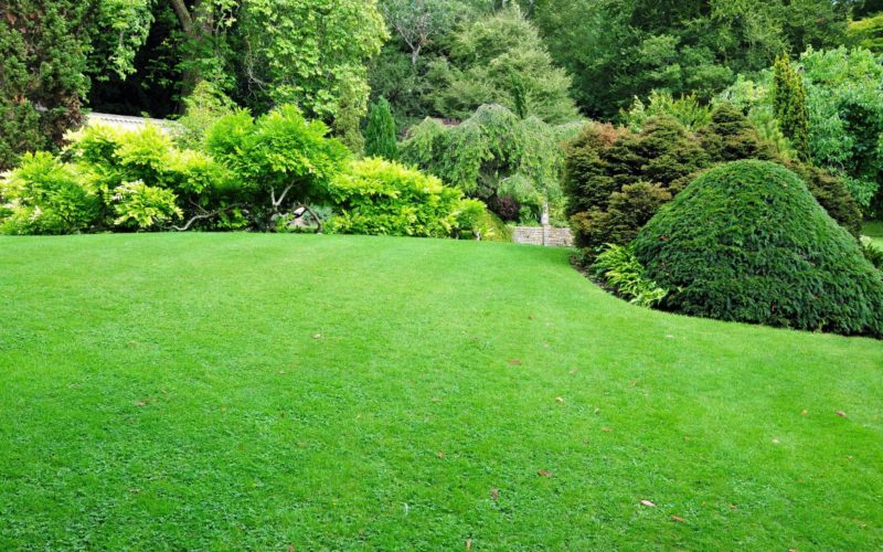 A beautiful backyard lawn with lush grass and trees.