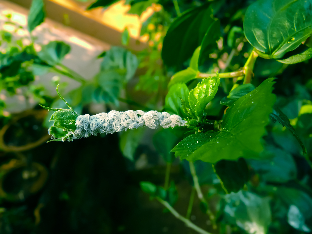 Mealybugs are fluffy, white bugs found on many houseplants.