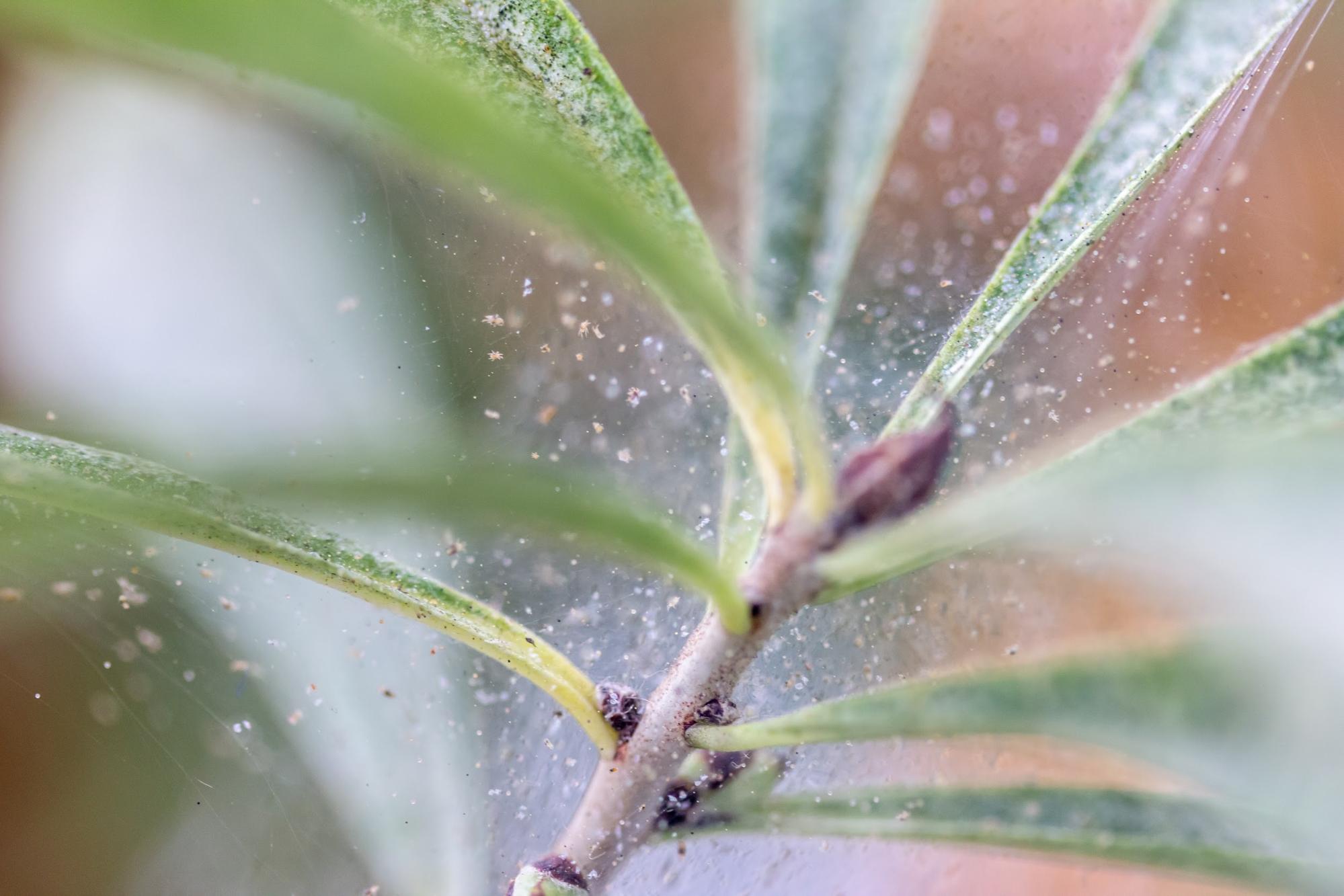 Spider mites are bugs that create webs on houseplants.