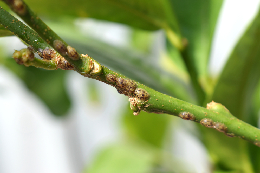 Scales are hard brown bugs commonly found on houseplants.