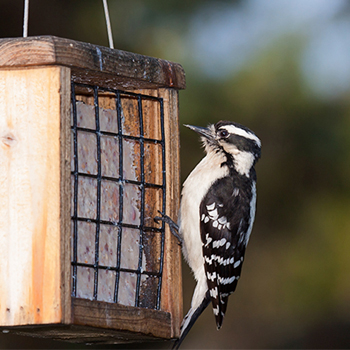 bird at a bird feeder