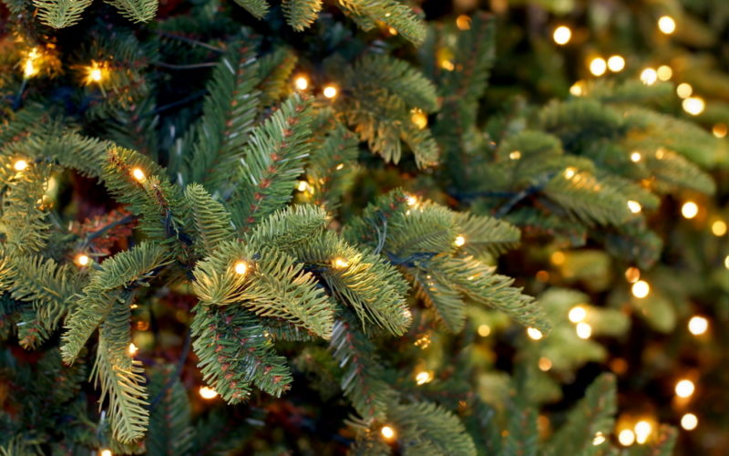 Christmas trees with lights