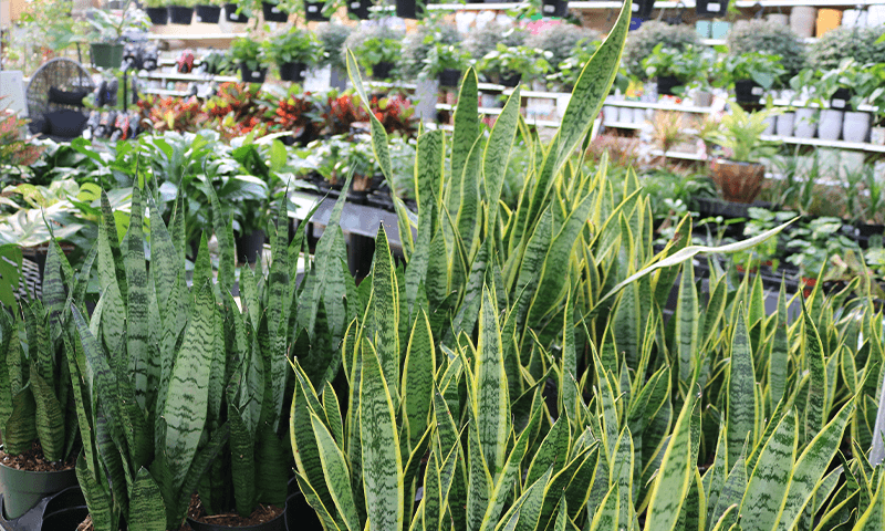 Snake Plants and Foliage