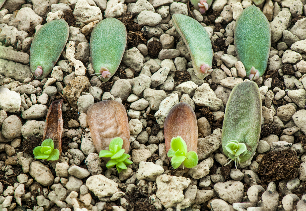 Succulents are easy to propagate at home