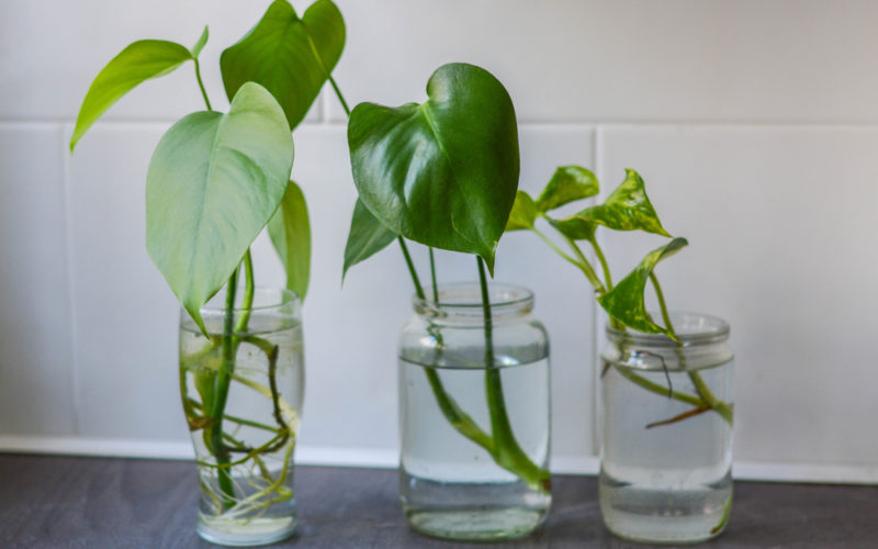 Plant propagation via cuttings