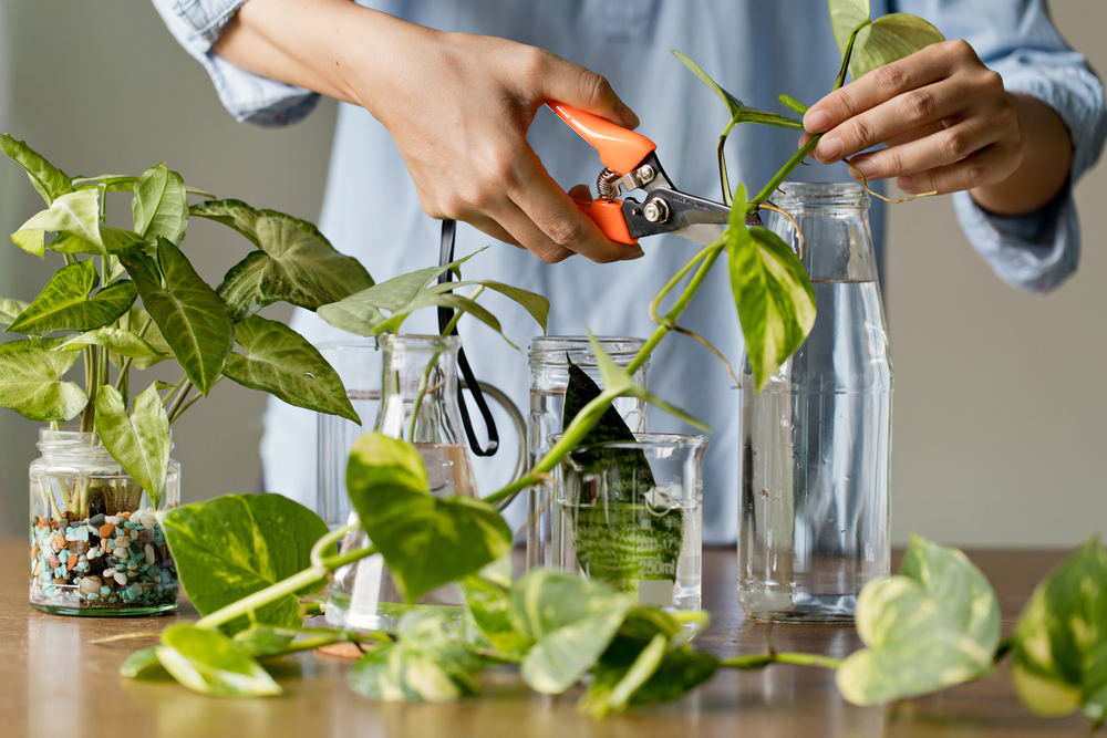 Cutting a houseplant to propagate