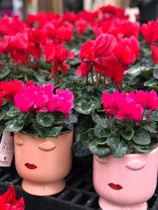 Cyclamen in Lipstick Pot