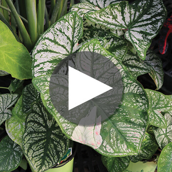 Caladium