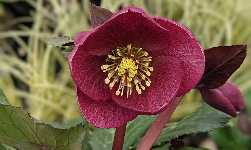 Hellebores