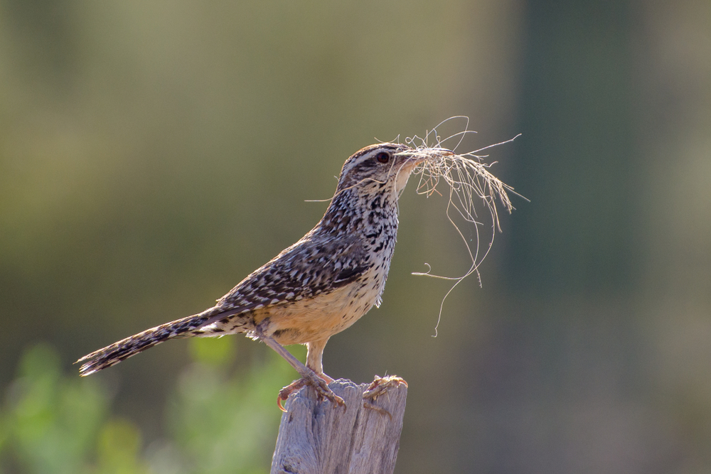 A bird collects nesting material in its beak