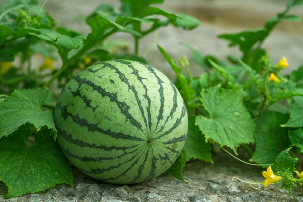 Watermelon is an easy to grow backyard melon.