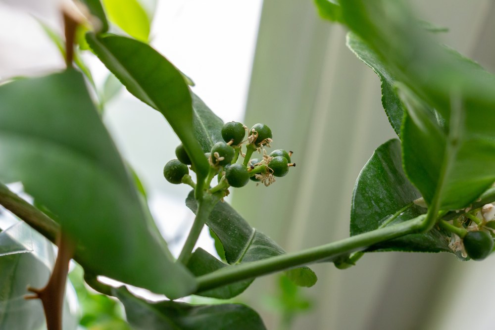 Flowers and limes begin to grow on an indoor key lime tree.