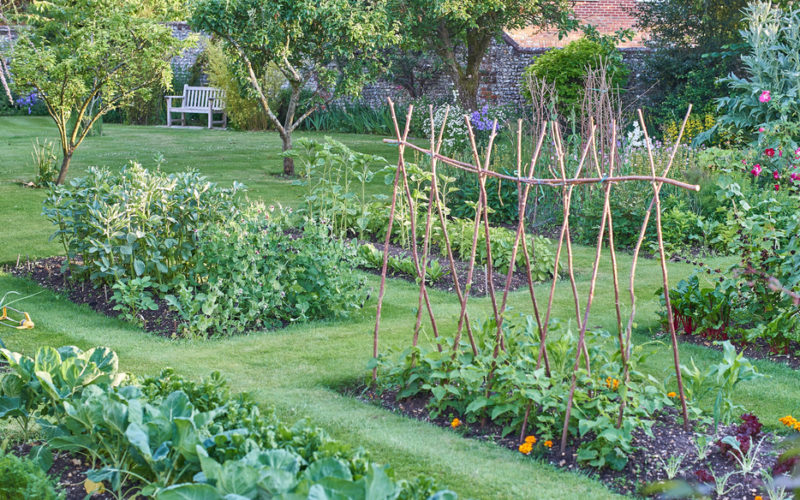 Backyard fruit and vegetable garden beds.