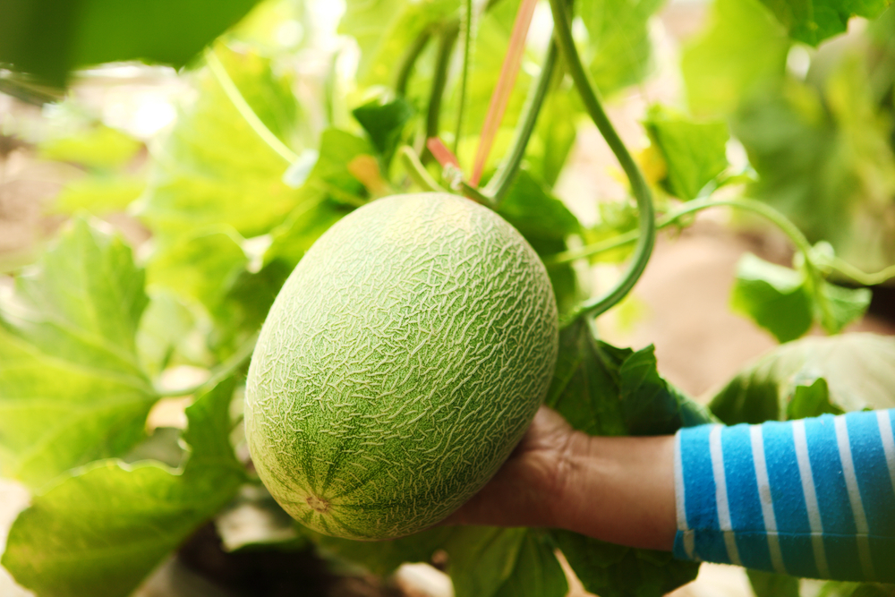 Cantaloupe, honeydew, and muskmelon all grow nicely in zone 5.