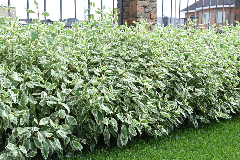 Dogwood is a dense shrub that can grow both flowers and berries.