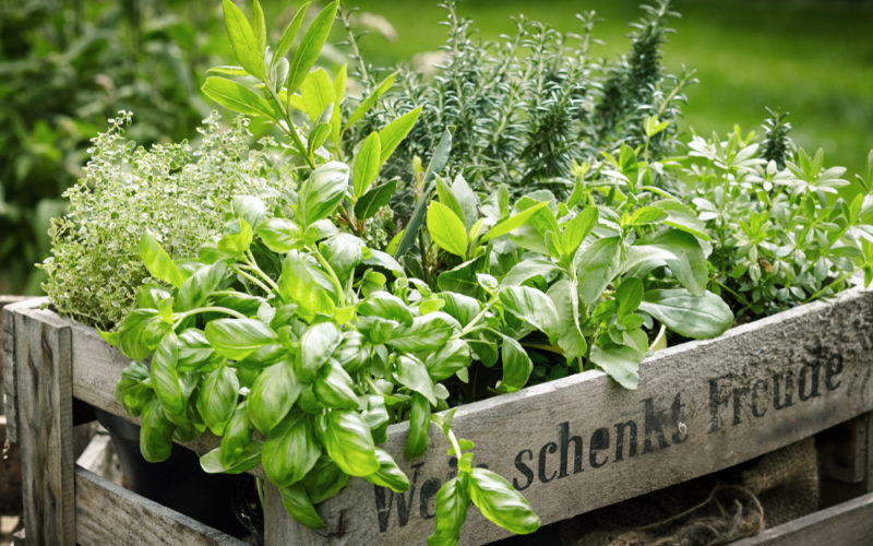 A variety of herbs growing in a wooden crate.