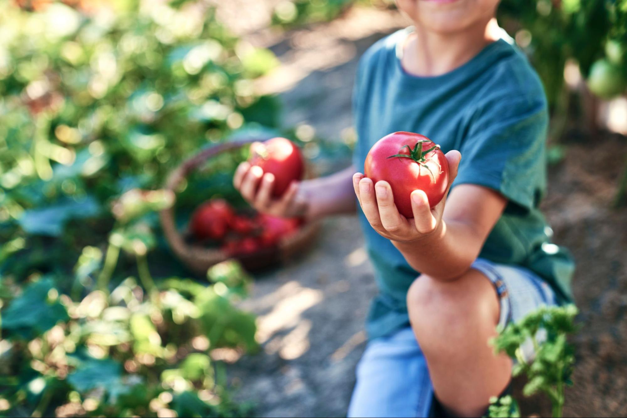 A child harvesting tomatoes in the garden.