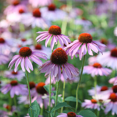 purple echinacea