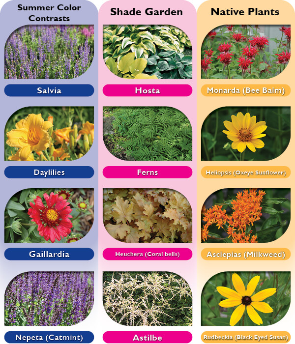 companion plant chart