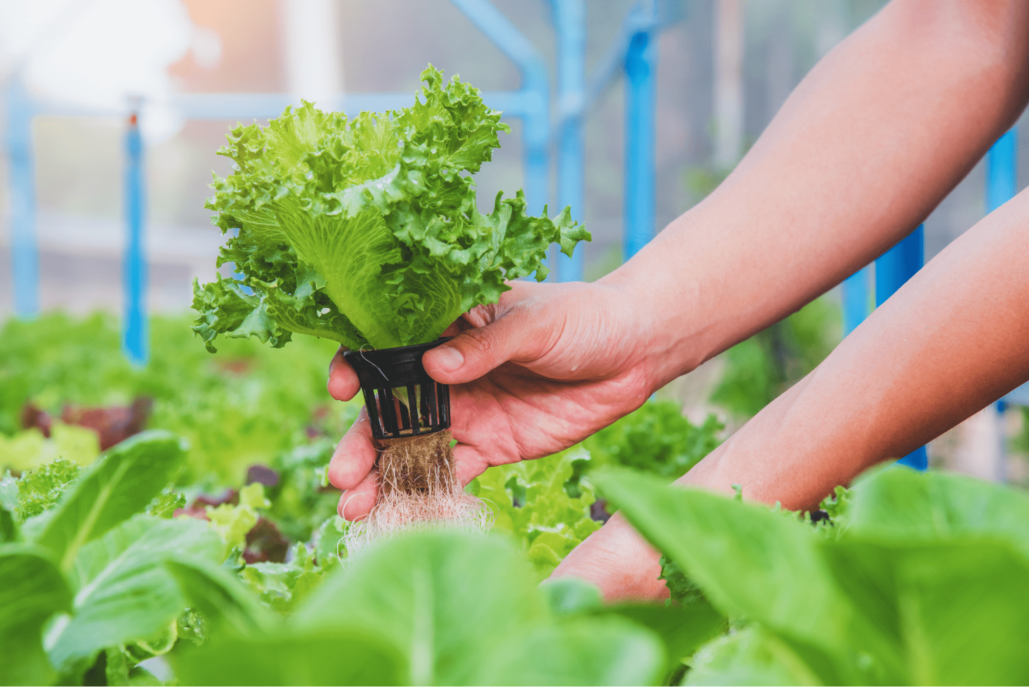 Learning how to grow lettuce hydroponically makes for easy harvesting.