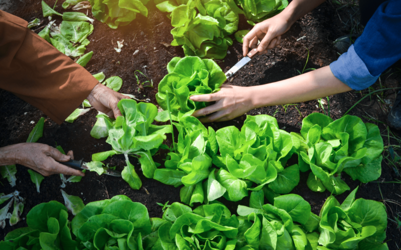 Harvesting lettuce from a backyard garden.