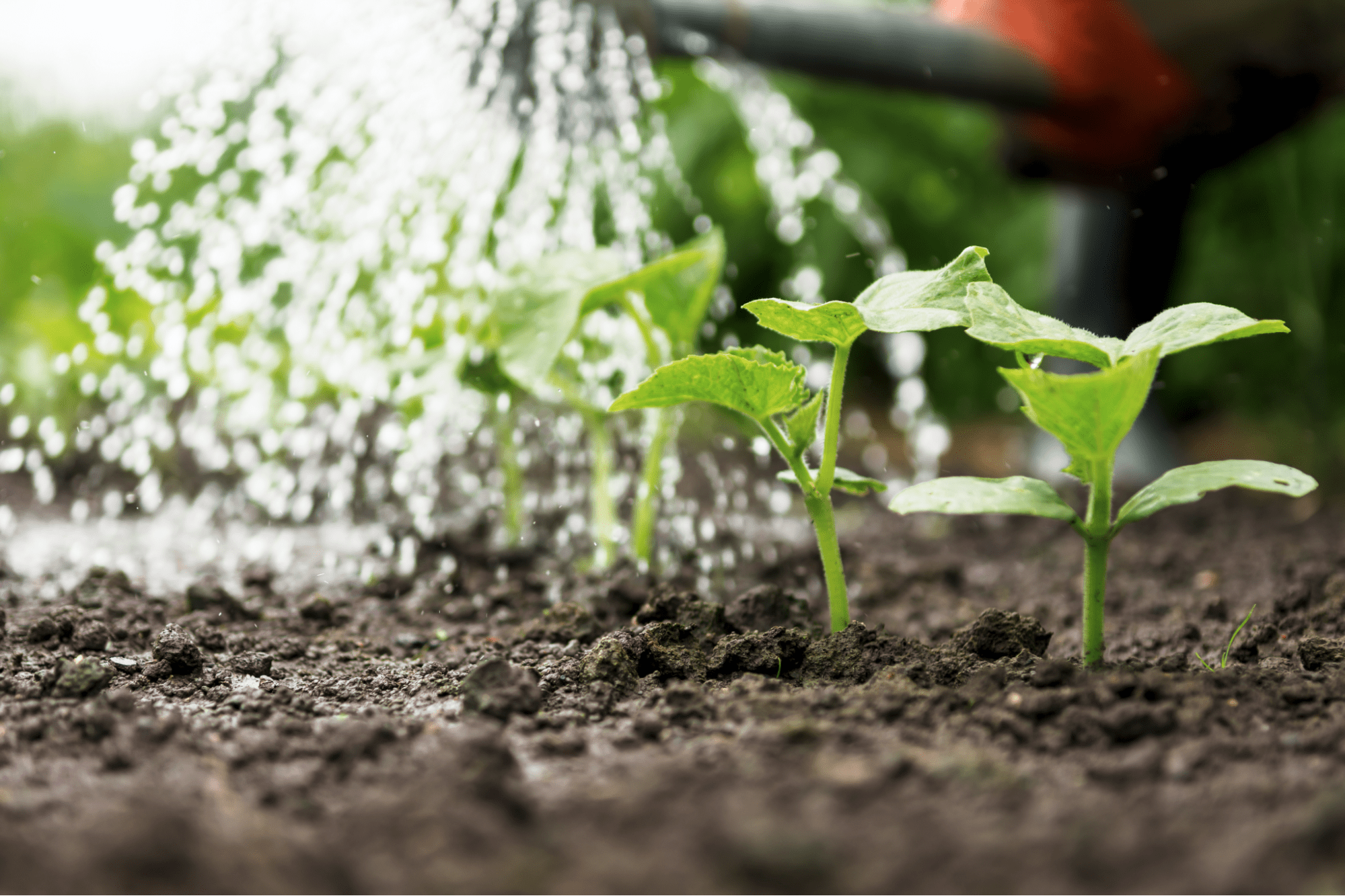 Watering baby lettuce plants.