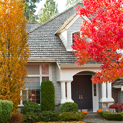 trees and shrubs fall yard